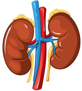 Kidneys